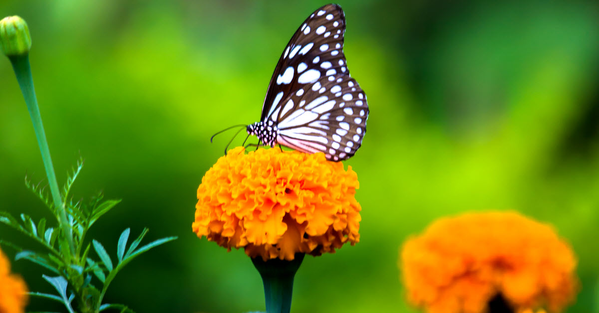 Plant a Butterfly Garden